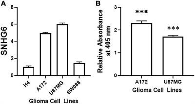 Long Non-Coding RNA SNHG6 Supports Glioma Progression Through Upregulation of Notch1, Sox2, and EMT